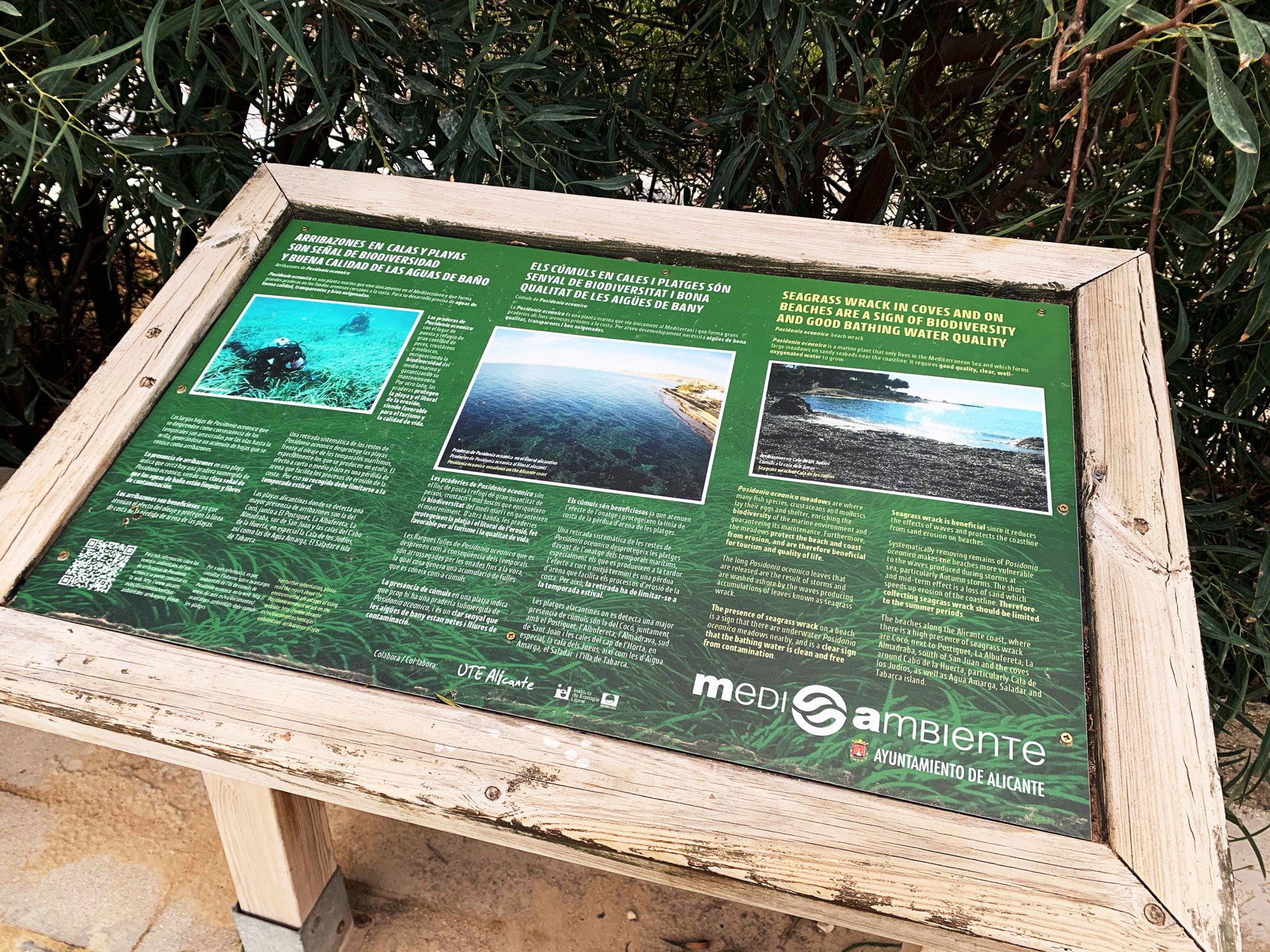 Mesa sobre los arribazones de Posidonia en las Playas de Alicante